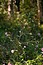 Althaea cannabina