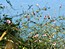 Althaea cannabina