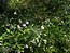 Althaea cannabina