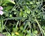 Althaea cannabina