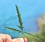 Althaea cannabina