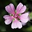 Althaea cannabina