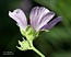 Althaea cannabina