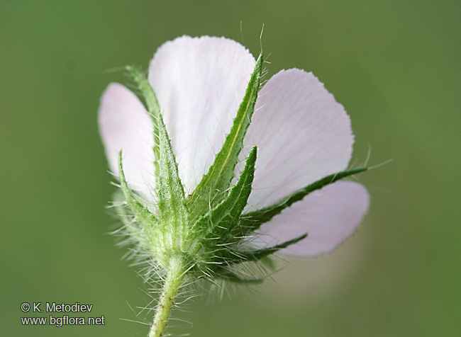 Althaea hirsuta