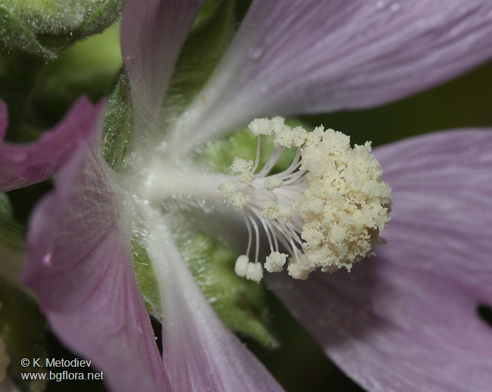 Lavatera thuringiaca