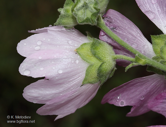 Lavatera thuringiaca