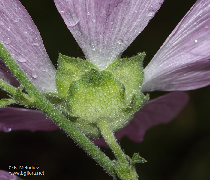 Lavatera thuringiaca