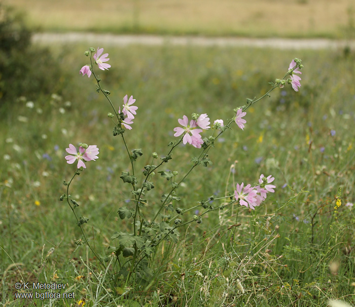 Lavatera thuringiaca
