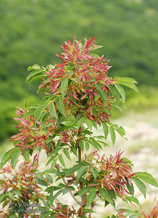 Fraxinus ornus