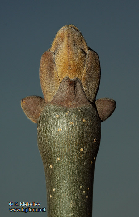 Fraxinus ornus