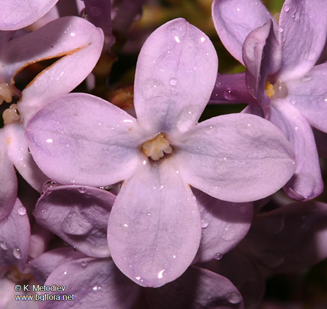 Syringa vulgaris