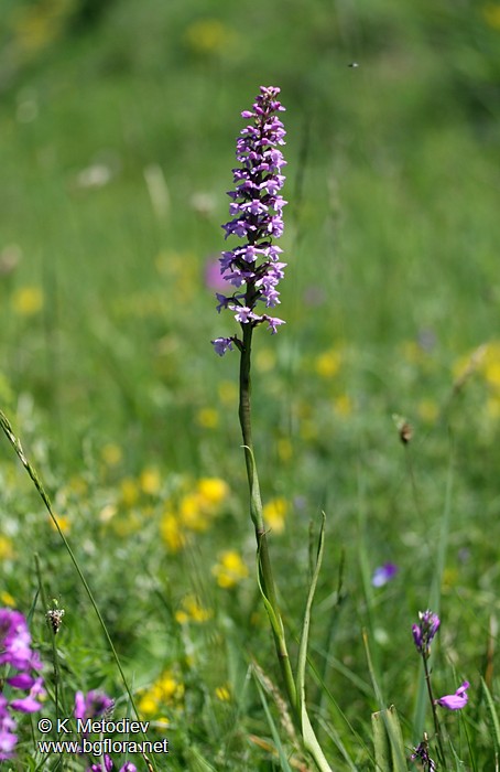 Gymnadenia conopsea