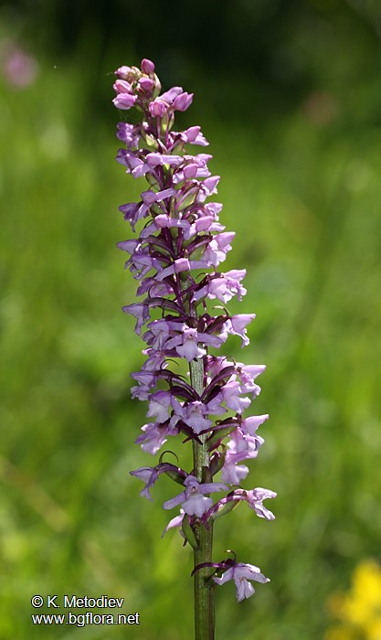 Gymnadenia conopsea