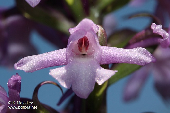 Gymnadenia conopsea