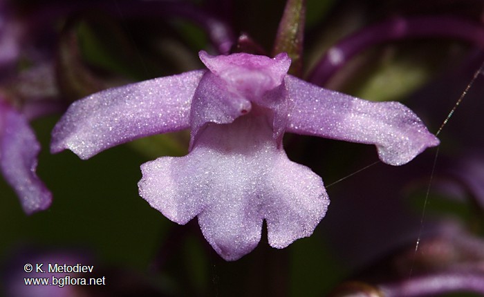 Gymnadenia conopsea