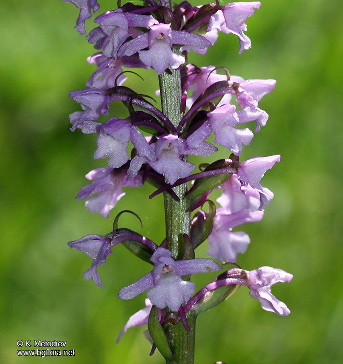 Gymnadenia conopsea
