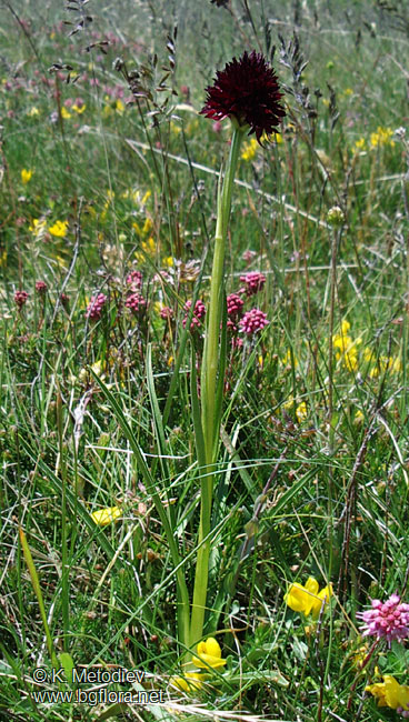 Nigritella nigra