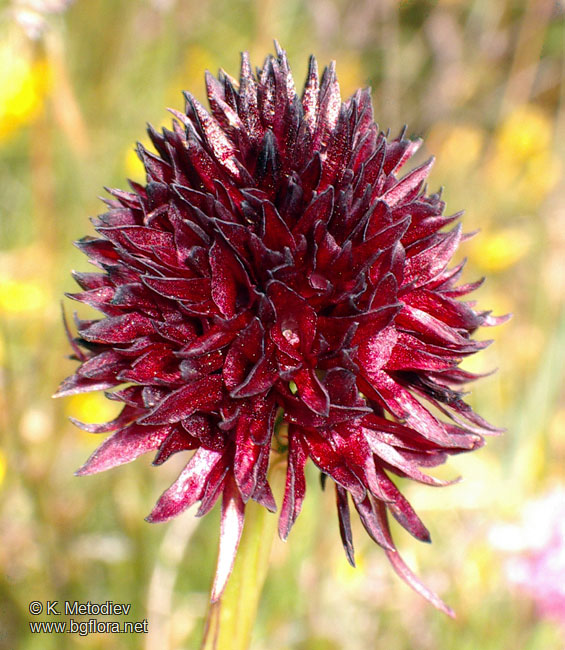 Nigritella nigra