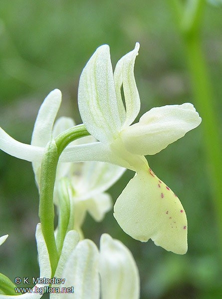 Orchis provincialis