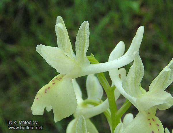 Orchis provincialis