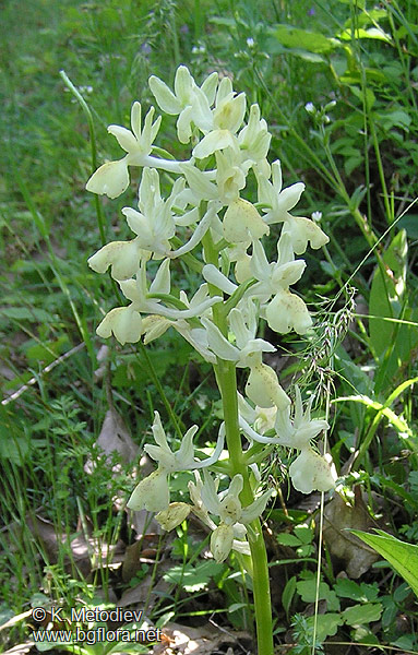 Orchis provincialis