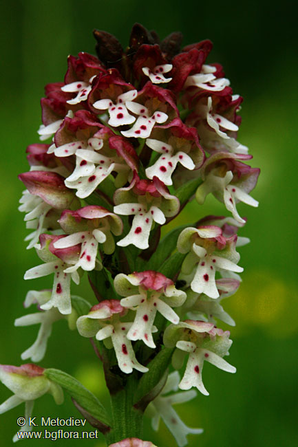 Orchis ustulata