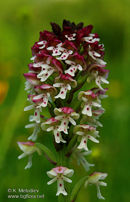 Orchis ustulata