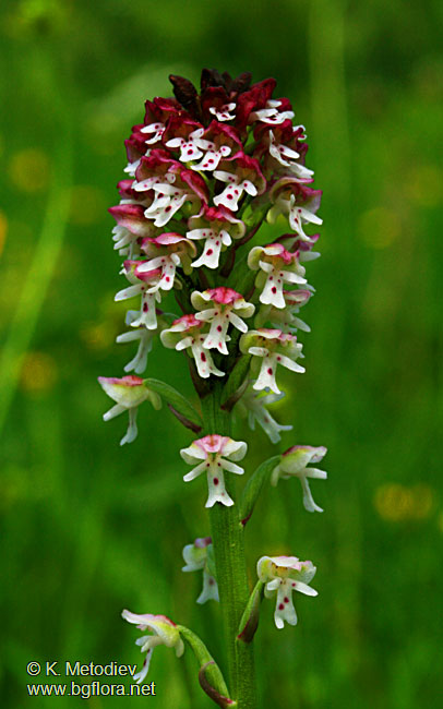 Orchis ustulata