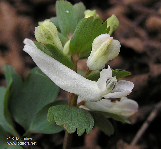 Corydalis slivenensis