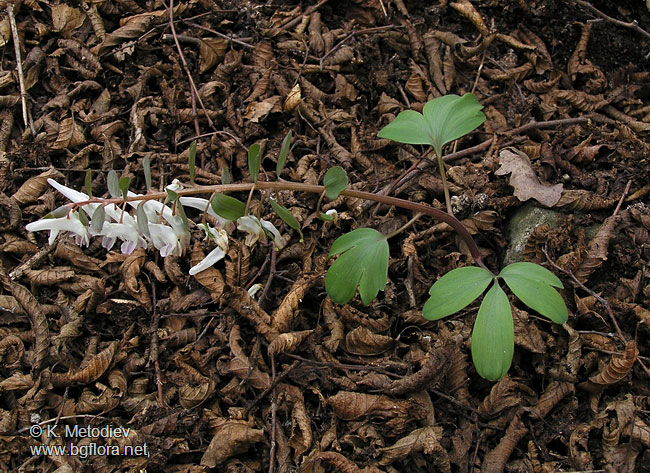 Corydalis slivenensis