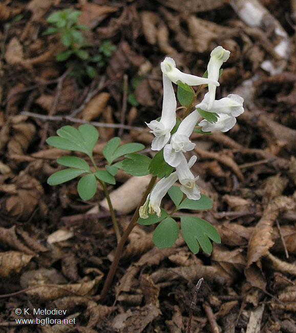 Corydalis slivenensis