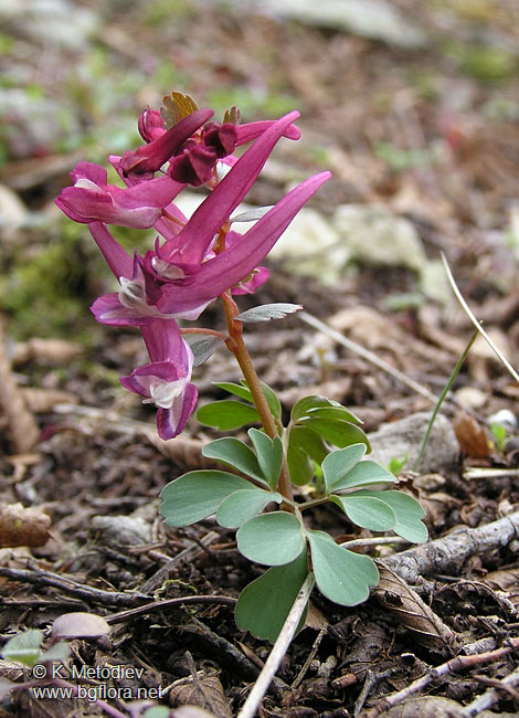 Corydalis slivenensis