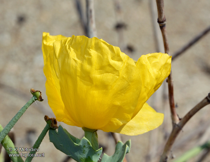 Glaucium flavum
