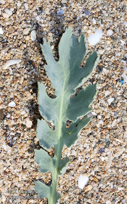 Glaucium flavum