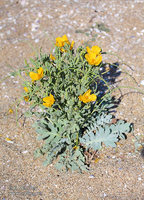 Glaucium flavum