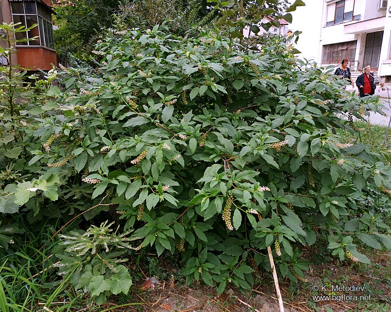 Phytolacca americana