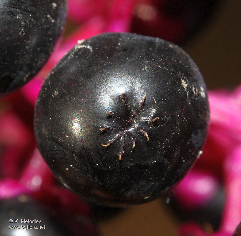 Phytolacca americana