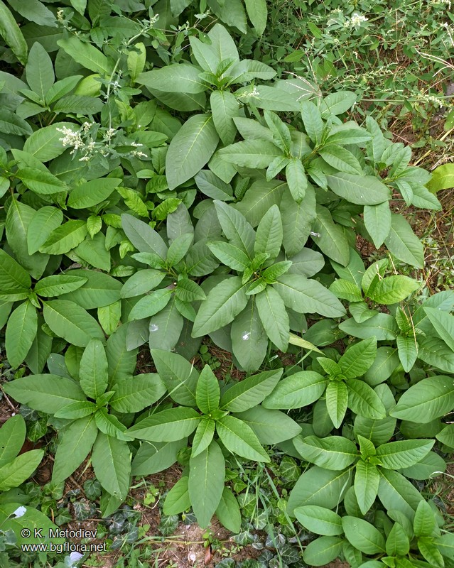 Phytolacca americana
