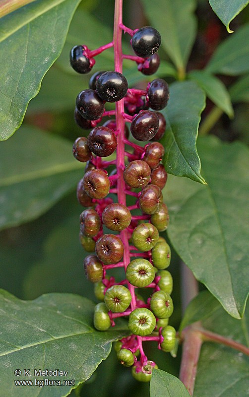 Phytolacca americana