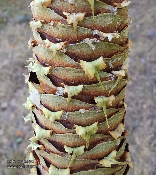 Abies alba