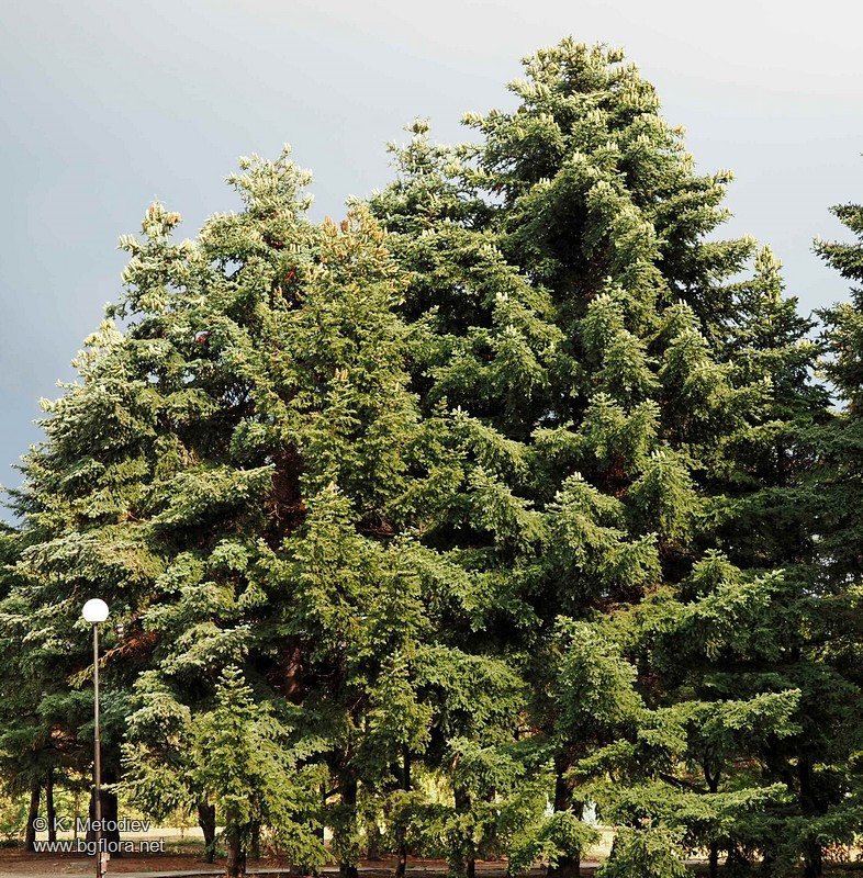 Abies pinsapo