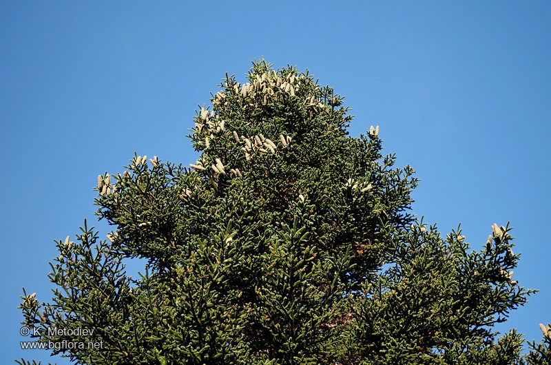 Abies pinsapo