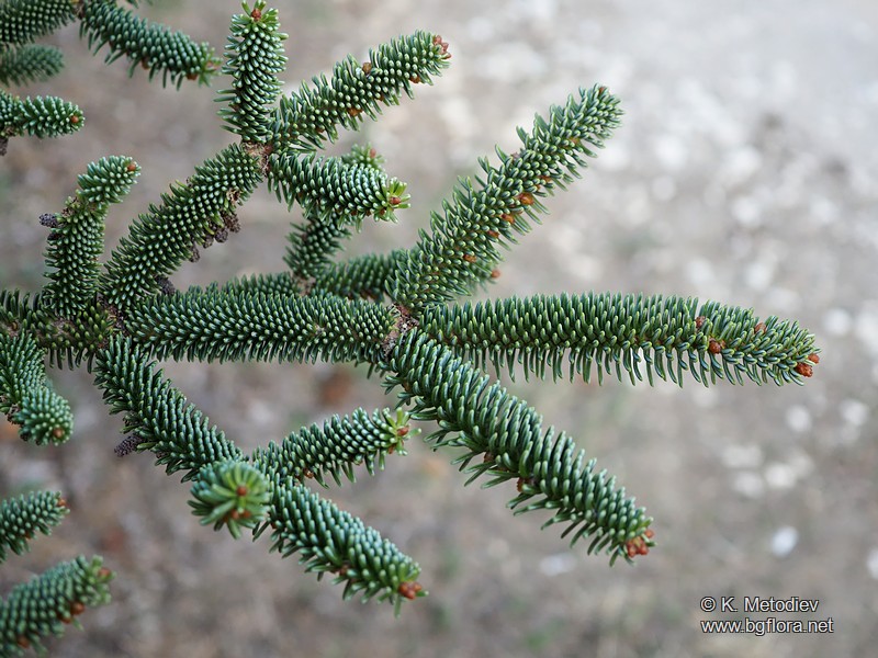Abies pinsapo