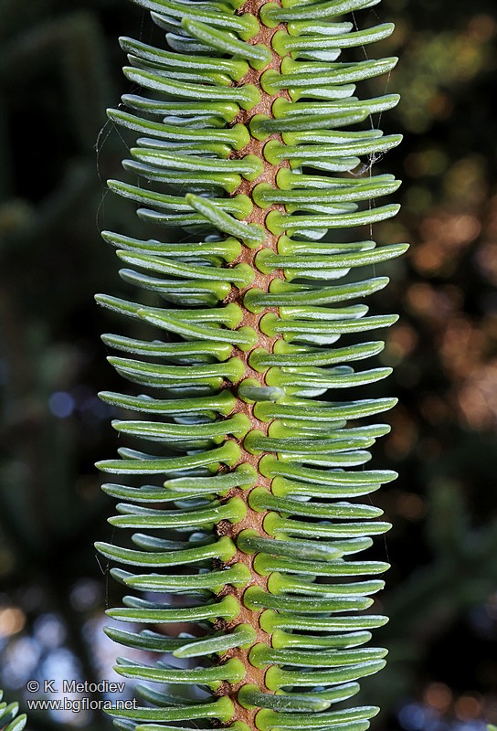 Abies pinsapo