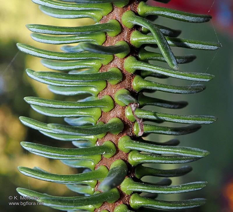 Abies pinsapo
