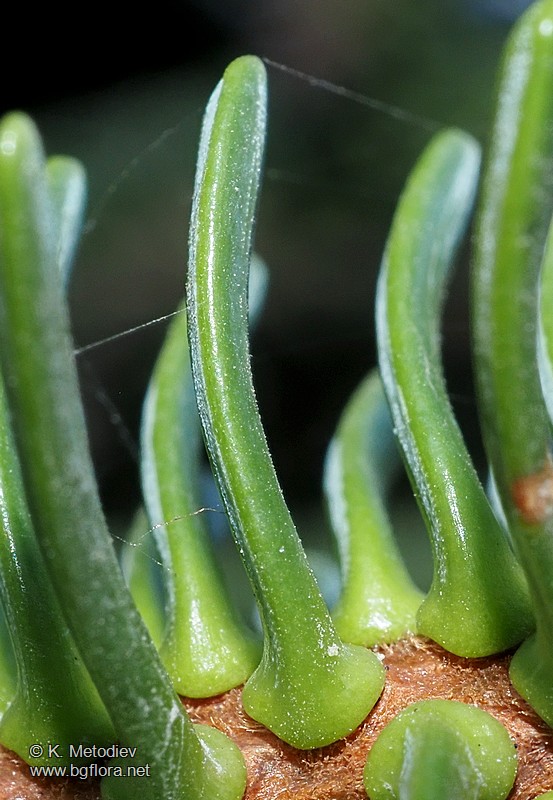 Abies pinsapo