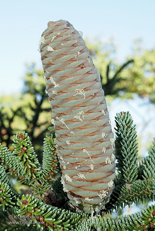 Abies pinsapo