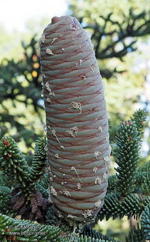 Abies pinsapo