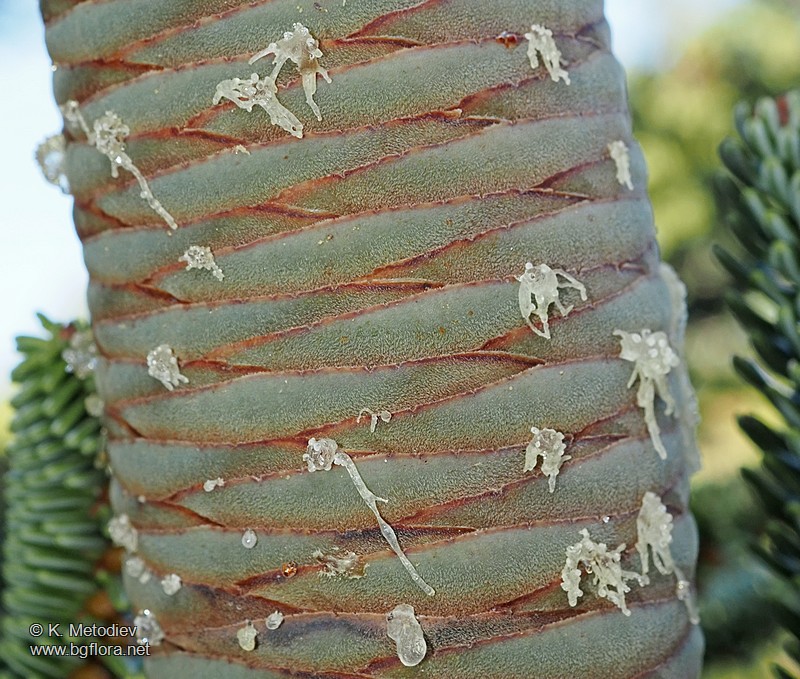 Abies pinsapo