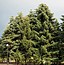 Abies pinsapo